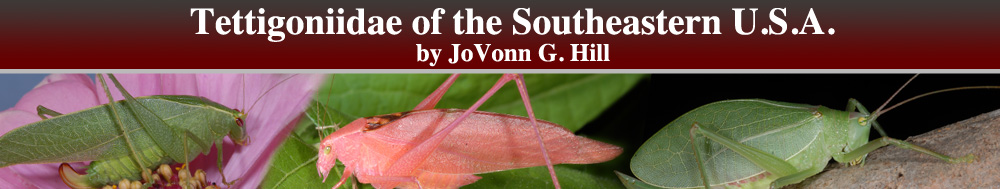Tettigoniidae of the Southeastern United States